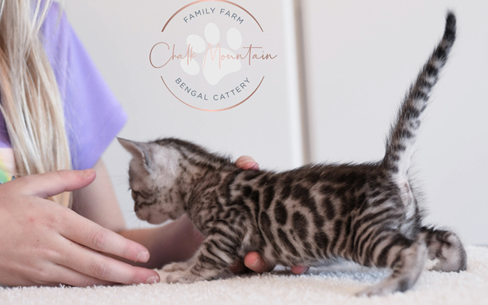 Bengal kitten for sale